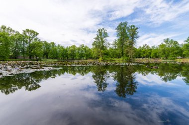 Parktaki yeşil yapraklı meşe ağaçları.