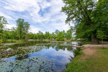 Parktaki yeşil yapraklı meşe ağaçları.