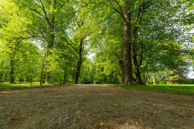 Parktaki yeşil yapraklı meşe ağaçları.
