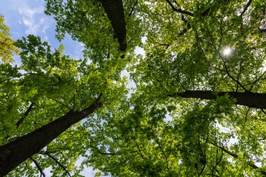 Parktaki yeşil yapraklı meşe ağaçları.