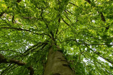 Parktaki yeşil yapraklı meşe ağaçları.