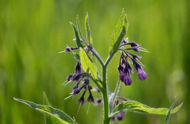 Comfrey (Symphytum officinale), çulluk familyasından bir bitki türü. Genel olarak bu bitkiye balkabağı, siyah kök, öküz dili, tatlı yaprak ya da kısrak sütü de denir.