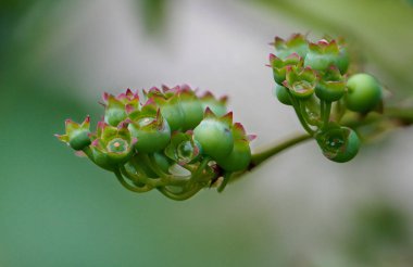 Kızılcık (Aşı Corymbosum), çalıgiller (Felidae) familyasından bir bitki türü. Kuzey Amerika 'dan geliyor ve Avrupa' da yetiştirilmiş ve evcilleştirilmiş..