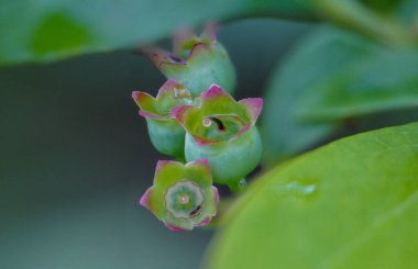 Kızılcık (Aşı Corymbosum), çalıgiller (Felidae) familyasından bir bitki türü. Kuzey Amerika 'dan geliyor ve Avrupa' da yetiştirilmiş ve evcilleştirilmiş..