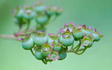 Kızılcık (Aşı Corymbosum), çalıgiller (Felidae) familyasından bir bitki türü. Kuzey Amerika 'dan geliyor ve Avrupa' da yetiştirilmiş ve evcilleştirilmiş..
