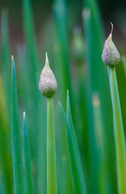 Winter onion, also known as scallion (Allium fistulosum) is a bulbous vegetable from the amaryllis family. It is popularly sometimes called a mowing clipart