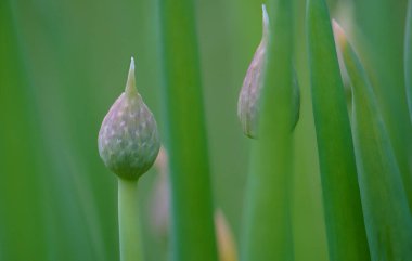 Kış soğanı (Allium fistulosum olarak da bilinir), Amarillis familyasından bir soğan türü. Buna halk arasında bazen çim biçme denir.
