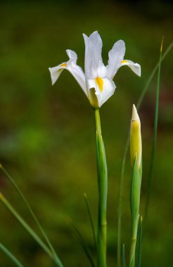 Grass iris (Iris graminea) is a perennial and tufted herb from the iris family (Iridaceae) that grows mainly in Central Europe clipart