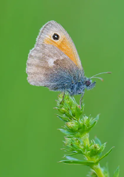 stock image The meadow jay (Maniola jurtina) is a butterfly from the jay subfamily, Nymphalidae family