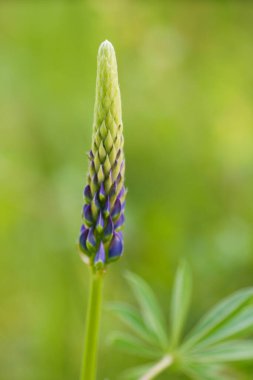 Lupine polyphyllus (Lupinus polyphyllus), baklagiller (Fabaceae) familyasından bir bitki türü.).