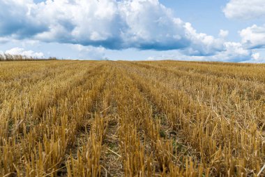 Kırsaldaki bir tarlada tahıl hasadı, saman balyaları ve gökyüzünde bulut.