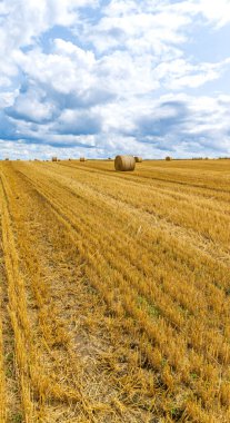 Kırsaldaki bir tarlada tahıl hasadı, saman balyaları ve gökyüzünde bulut.