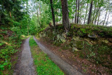 Yeşil ağaçların arasındaki orman parkında bir patika.