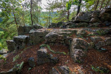 Kırsal alanda orman ve ağaçların, çam ve yeşil yosunların fotoğrafı..