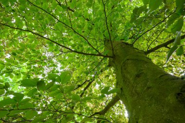 Parktaki yeşil yapraklı meşe ağaçları.