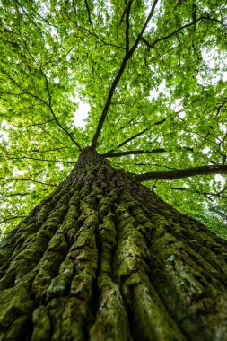Parktaki yeşil yapraklı meşe ağaçları.