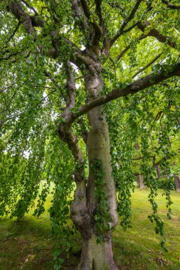 Parktaki yeşil yapraklı meşe ağaçları.