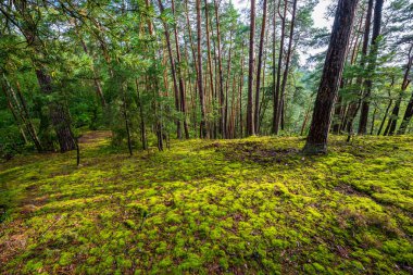 Photo of forest and trees, pine and green moss in rough rural nature. clipart