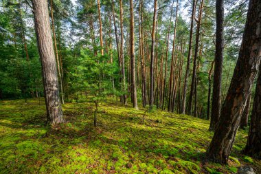 Kırsal alanda orman ve ağaçların, çam ve yeşil yosunların fotoğrafı..