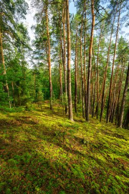 Kırsal alanda orman ve ağaçların, çam ve yeşil yosunların fotoğrafı..