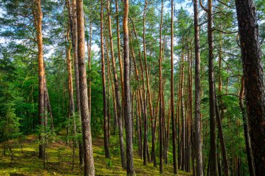 Kırsal alanda orman ve ağaçların, çam ve yeşil yosunların fotoğrafı..