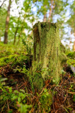 Yosun kaplı eski bir ağaç gövdesine yakın çekim
