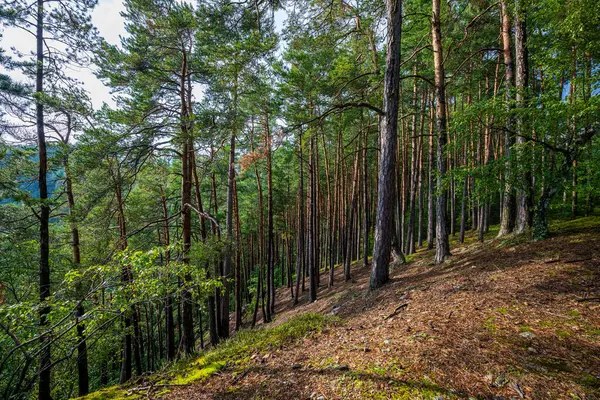 stock image Photo of forest and trees, pine and green moss in rough rural nature.