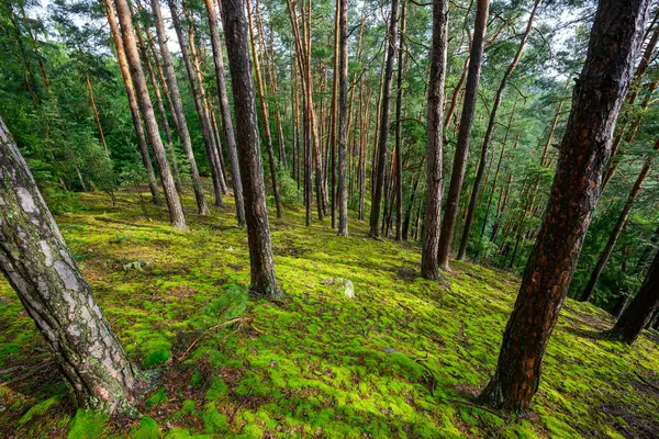 stock image Photo of forest and trees, pine and green moss in rough rural nature.