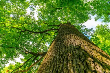 Yerden büyük yeşil bir ağaç manzarası