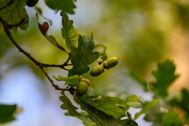 Meşe yaprağı, meşe palamudu arka planda.