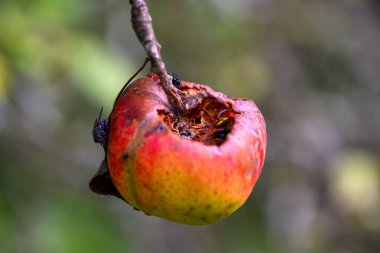 Ugly apple tree at the end of summer - beginning of autumn, sick apples and leaves. clipart