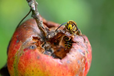 Yaygın eşek arısı (Vespa crabro), eşek arısı familyasından ve Vespa cinsinden zehirli sosyal hymenoptera böceklerinin bir temsilcisidir.