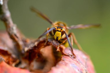 Yaygın eşek arısı (Vespa crabro), eşek arısı familyasından ve Vespa cinsinden zehirli sosyal hymenoptera böceklerinin bir temsilcisidir.