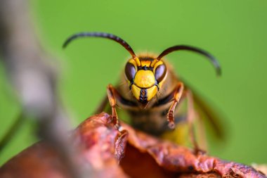 Yaygın eşek arısı (Vespa crabro), eşek arısı familyasından ve Vespa cinsinden zehirli sosyal hymenoptera böceklerinin bir temsilcisidir.