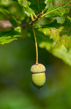 Meşe yaprağı, meşe palamudu arka planda.