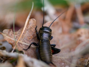 Tarla cırcırböceği (