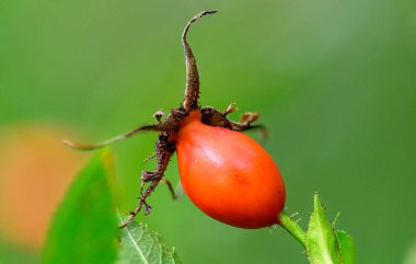 Gül kalçalarındaki gül kalçalar yemek ve ilaç olarak kullanılır..
