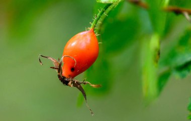 Gül kalçalarındaki gül kalçalar yemek ve ilaç olarak kullanılır..