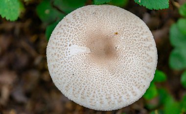 Macrolepiota procera (Macrolepiota procera, bazen Lepiota procera), mantar familyasından çok lezzetli ve yenilebilir bir mantar türüdür. Koleksiyon ve mutfak kullanımı için uygundur..