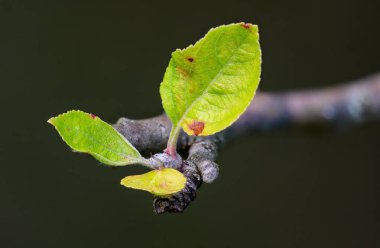 Ugly apple tree at the end of summer - beginning of autumn, sick apples and leaves. clipart