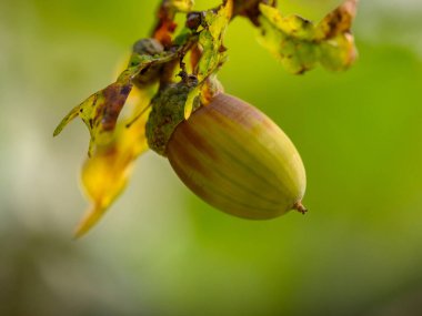 Meşe yaprağı, meşe palamudu arka planda.