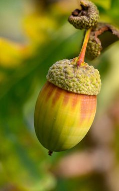 Meşe yaprağı, meşe palamudu arka planda.