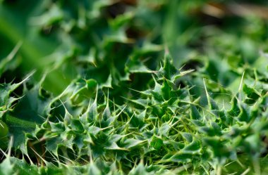 Yeşil kaktüs dikenli detaylı fotoğraf. Yakın plan.