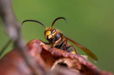 Yaygın eşek arısı (Vespa crabro), eşek arısı familyasından ve Vespa cinsinden zehirli sosyal hymenoptera böceklerinin bir temsilcisidir.