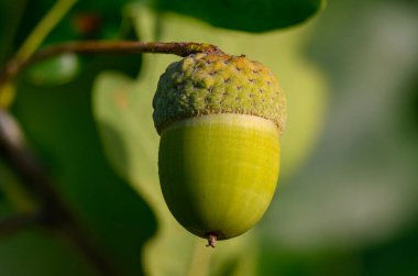 Meşe yaprağı, meşe palamudu arka planda.