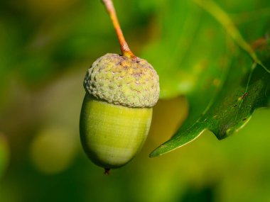 Meşe yaprağı, meşe palamudu arka planda.