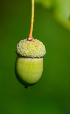 Meşe yaprağı, meşe palamudu arka planda.
