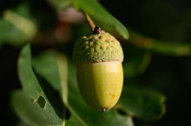 Meşe yaprağı, meşe palamudu arka planda.