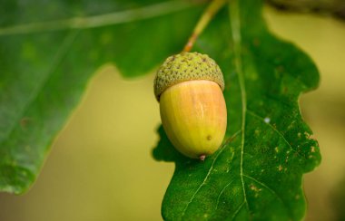 Meşe yaprağı, meşe palamudu arka planda.