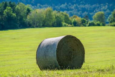Kırsalda sonbahar yeşili bir çayırda saman balyası.